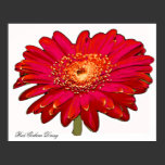 Red Gerbera Daisy, photo poster posters