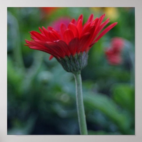 Red gerbera daisy print