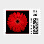 Red Gerbera Daisy Wedding Stamps stamps
