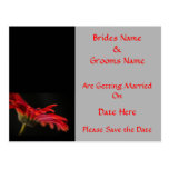 Red Gerbera Flower Wedding Save The Date postcards