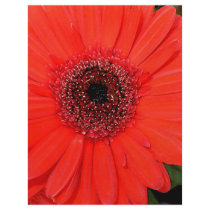 Red Gerbera flyers by Debrene Red Gerbera flyers