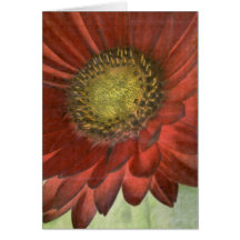 Red Gerbera Greeting Cards