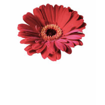 Red Gerbera hoodie t-shirts