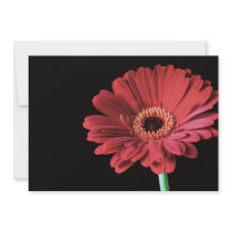 Red Gerbera invitations invitations