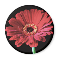 Red Gerbera magnet
