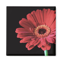 Red Gerbera Magnet