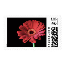 Red Gerbera postage stamps