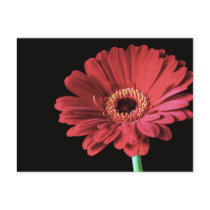 Red Gerbera postcard