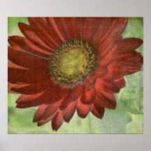 Red Gerbera Print