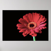 Red Gerbera print posters