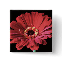 Red Gerbera square button
