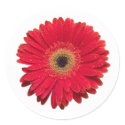 Red Gerbera Sticker