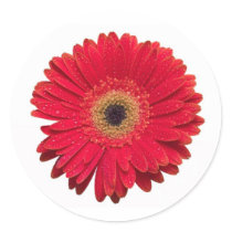 Red Gerbera Sticker by DLUXE_08 Red Gerbera Sticker