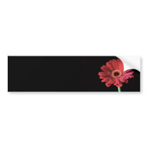 Red Gerbera sticker bumper stickers