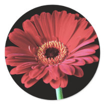 Red Gerbera stickers stickers