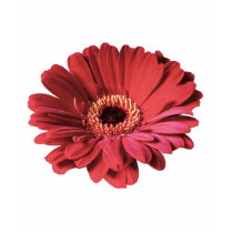 Red Gerbera tshirt