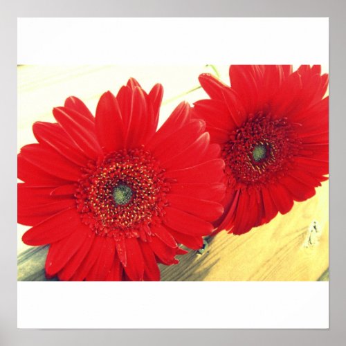 Red Gerberas Canvas Print print