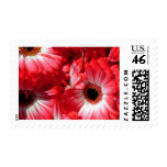 Red Gerberas Postage
