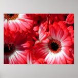 red gerberas posters
