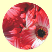 Red Gerberas stickers