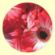Red Gerberas stickers