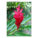 Red Ginger Greeting Card