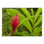 Red Ginger Flower Card