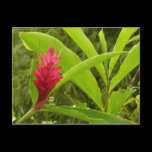 Red Ginger Flower Postcard