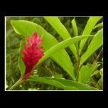 Red Ginger Flower Postcard