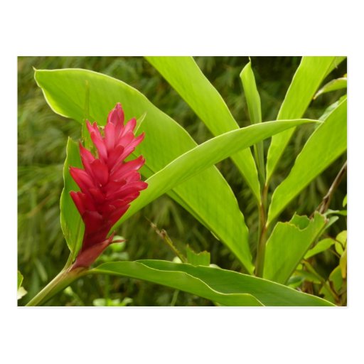 Red Ginger Flower Postcard