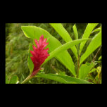 Red Ginger Flower Print