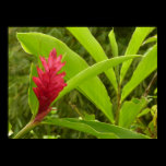 Red Ginger Flower Print