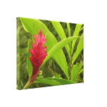 Red Ginger Flower Stretched Canvas Print