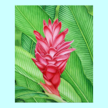 Red Ginger Watercolour posters by joeyartist Red Ginger Watercolour posters
