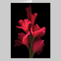 Red Gladiolas Greeting Card cards