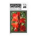 Red Gladiolas postage