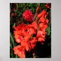 Red Gladiolas Print