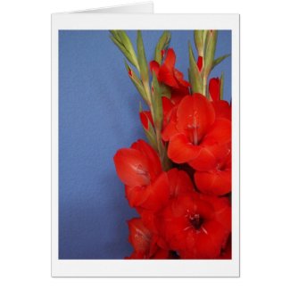 Red Gladiolus card