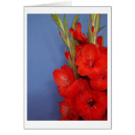 Red Gladiolus cards