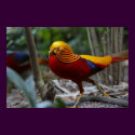 Red Golden Pheasant posters