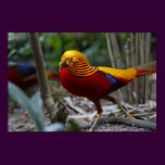 Red Golden Pheasant