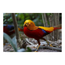 Red Golden Pheasant posters