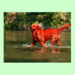Red Golden Retriever Running in Water Poster posters
