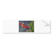 Red Goldfish bumper stickers by lifesphere Red Goldfish bumper stickers