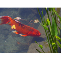 Red Goldfish photo sculptures
