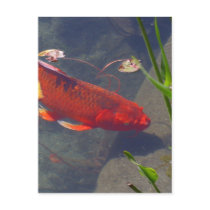Red Goldfish postcards by lifesphere Red Goldfish postcards