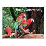 Red, green and blue parrots happy anniversary postcards