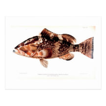 Red Grouper (color) Postcard
