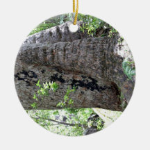 Red gum tree in forest christmas tree ornaments