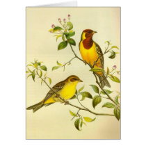 Red-headed Bunting Emberiza bruniceps Cards